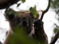 0330-1619 Otway koala (1020907)